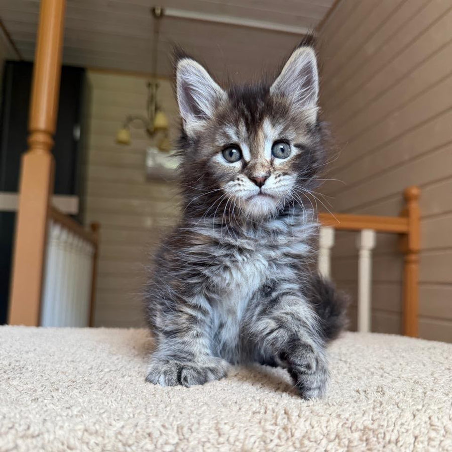 Bamboleilo Maine Coon polydactyl 6x6x6x7 female, black tortie with white tabby