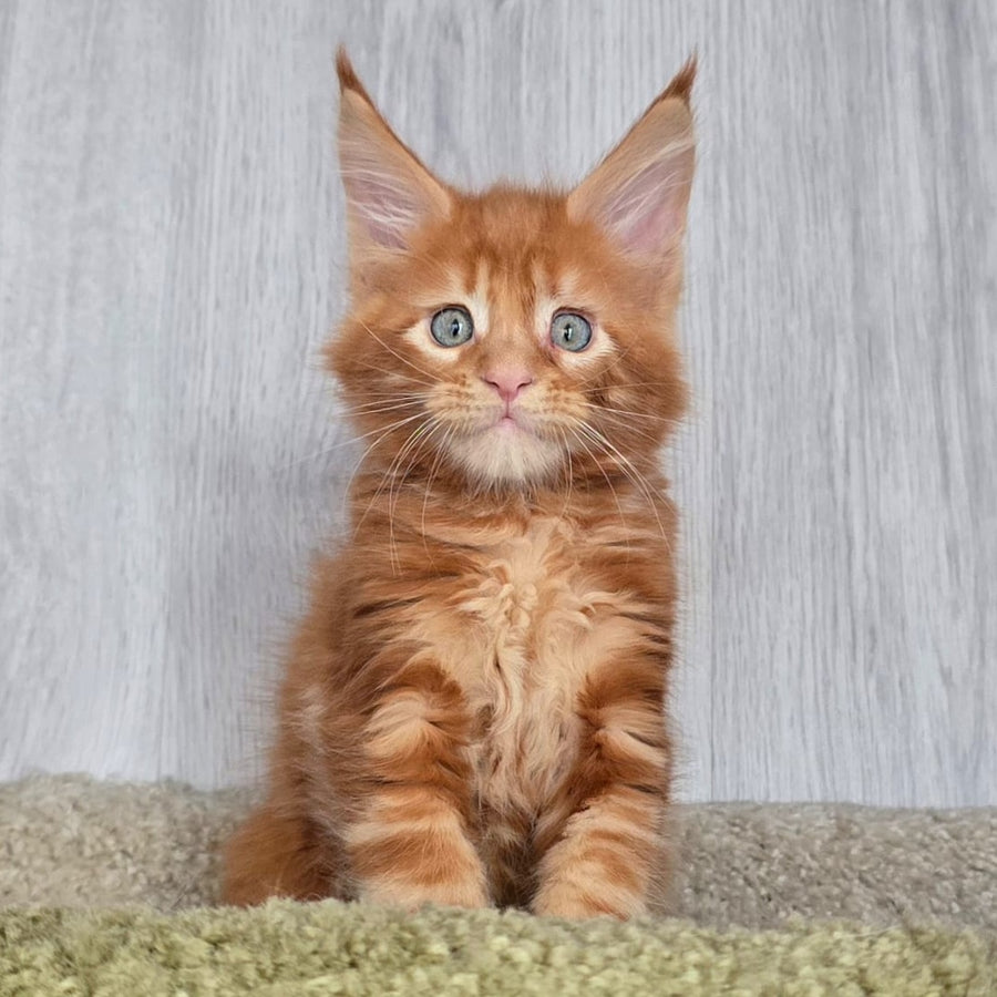 Elvin Maine Coon male, red
