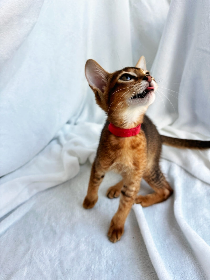 Sara Abyssinian female, ruddy
