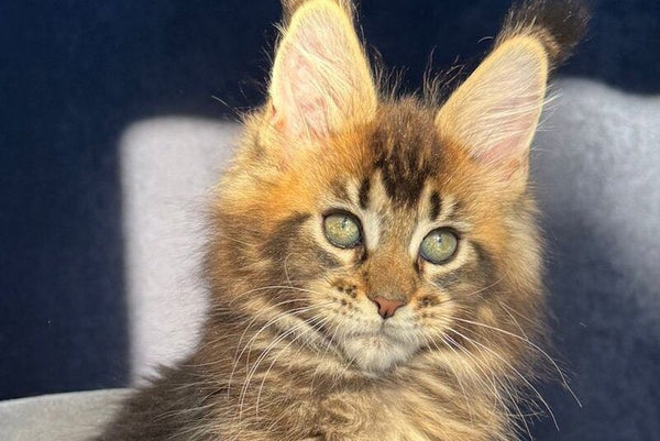 Ganova Maine Coon male black ticked tabby live animals