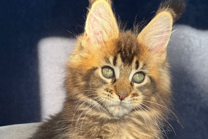 Ganova Maine Coon male black ticked tabby live animals