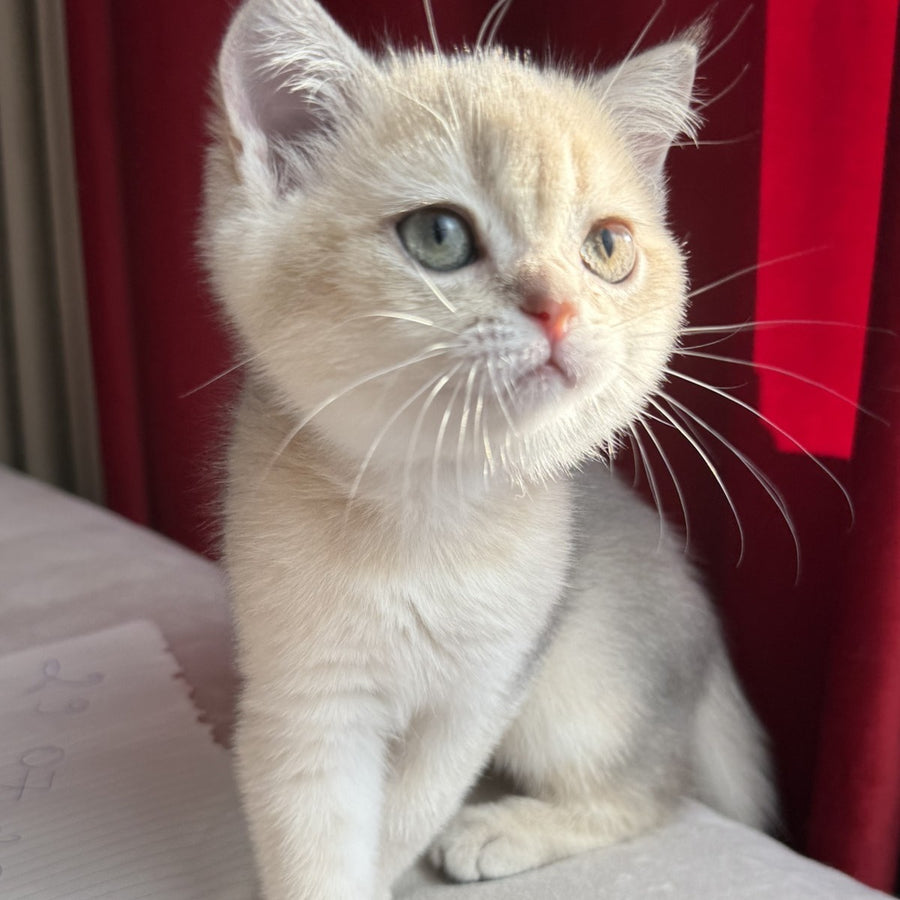 Elbert Scottish Straight male, blue golden shaded