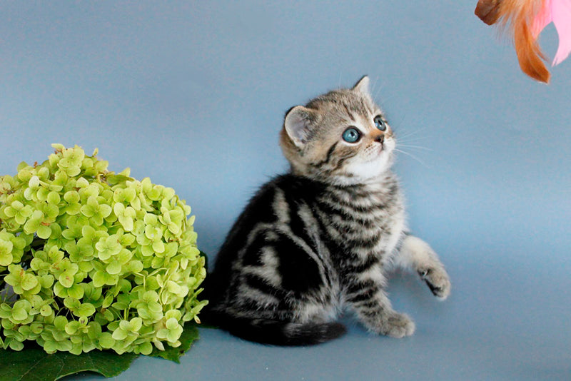 Ulia British Shorthair female, black tabby