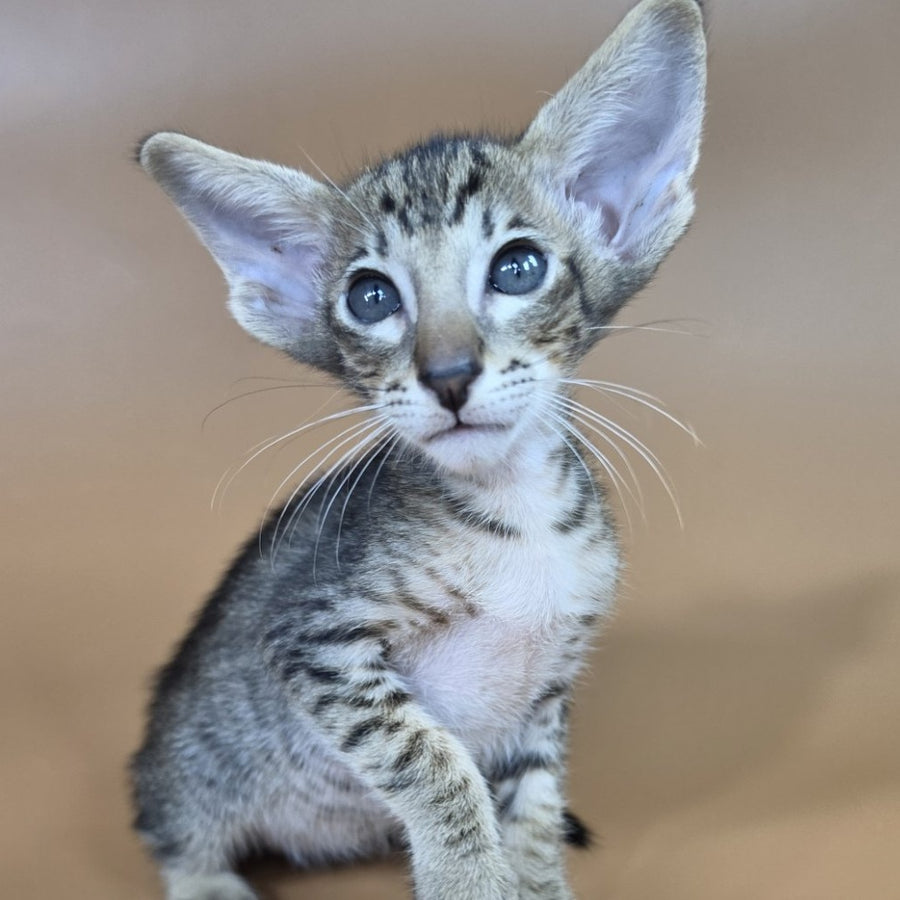 Brawnie Oriental Shorthair male, black spotted tabby