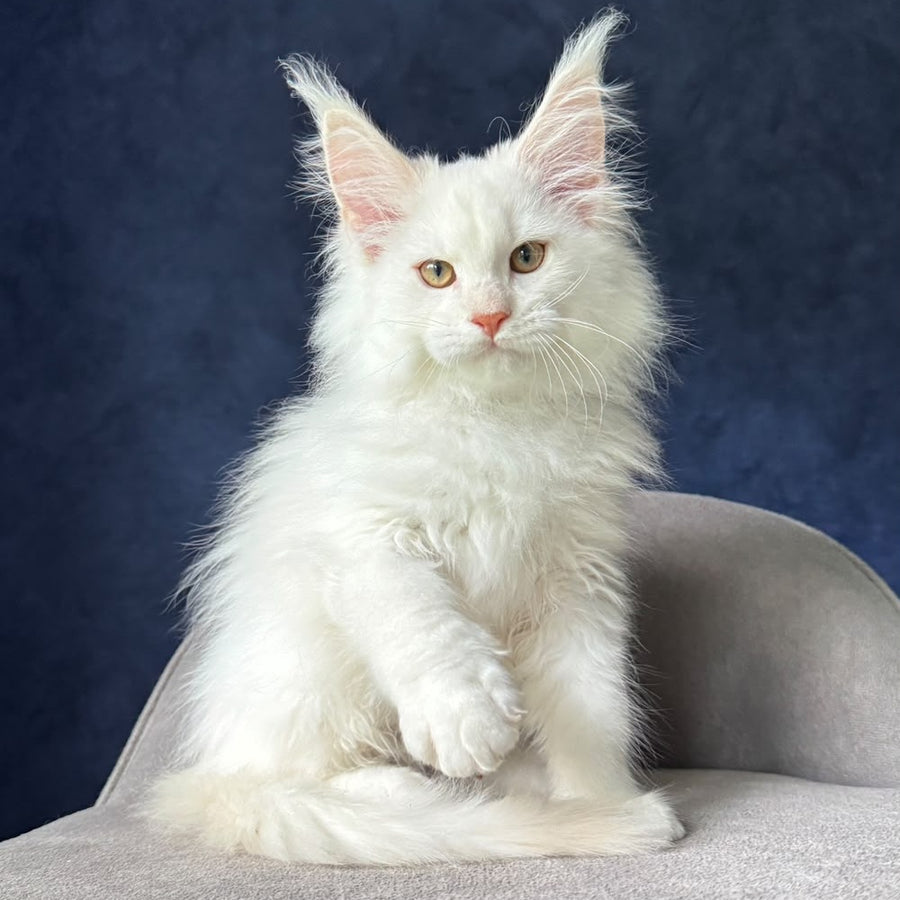 Juror Maine Coon male, red silver chinchilla