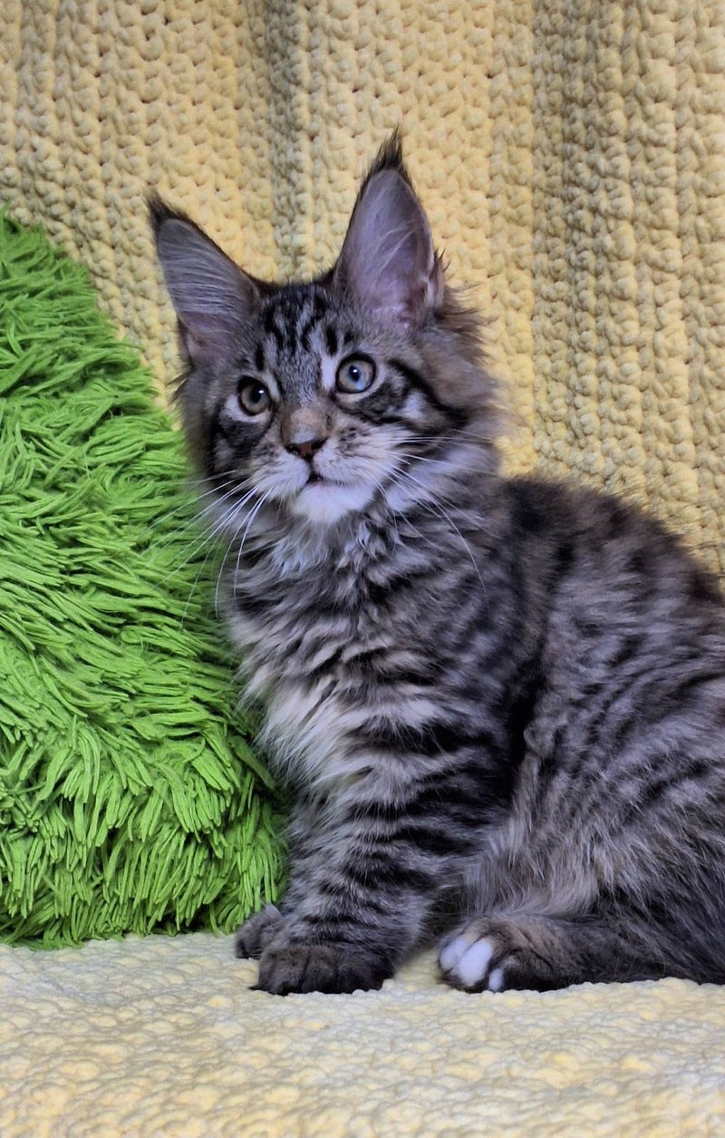 Asja Maine Coon polydactyl female, black tabby with white