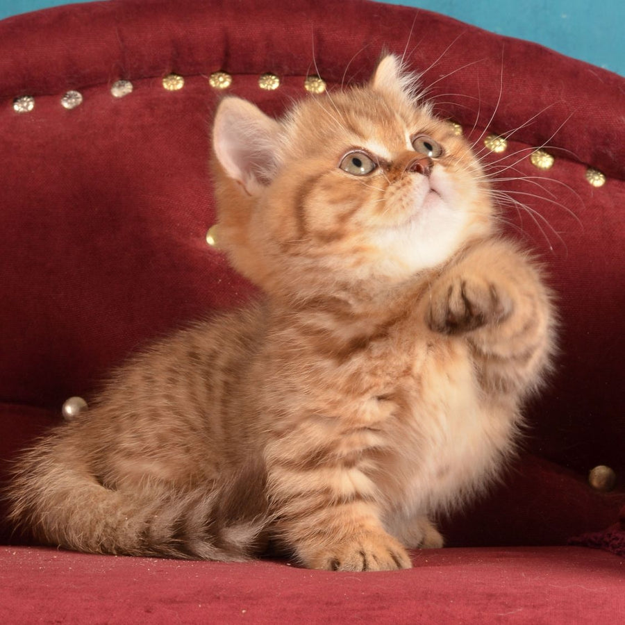 Holly Munchkin female, chocolate spotted tabby