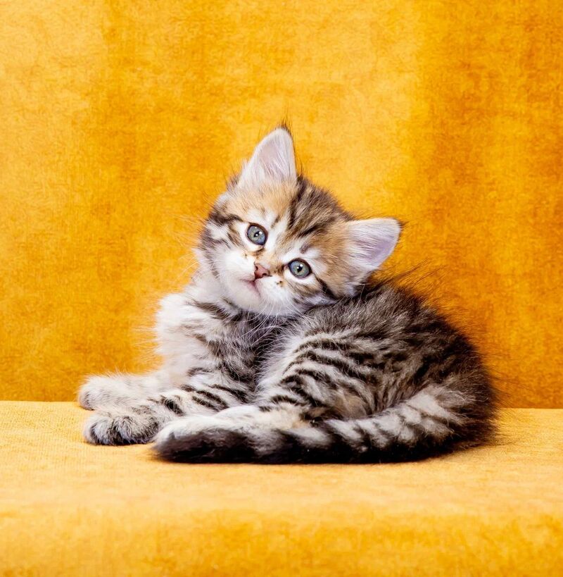 Dasha Siberian female, black spotted tabby