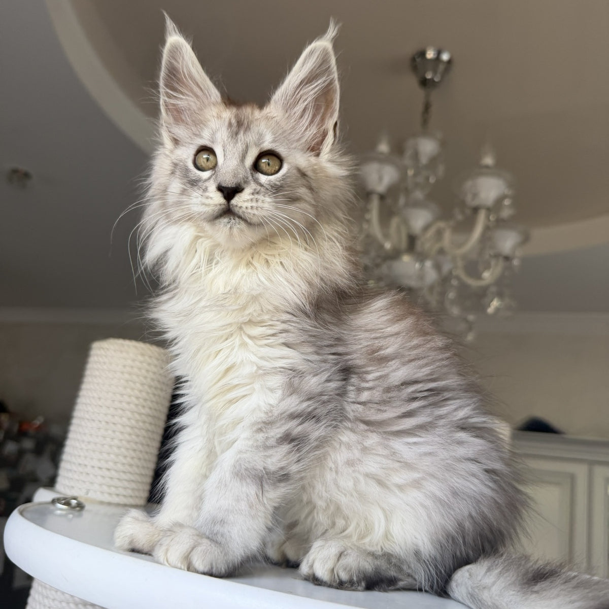 Daruna Maine Coon female, black silver tabby