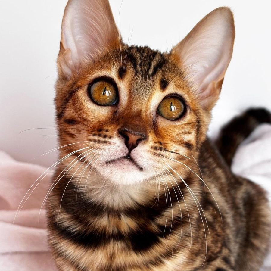 Deizi Bengal female, black spotted tabby