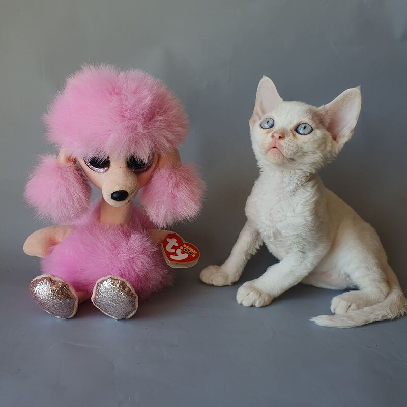 Colin Devon Rex male, white
