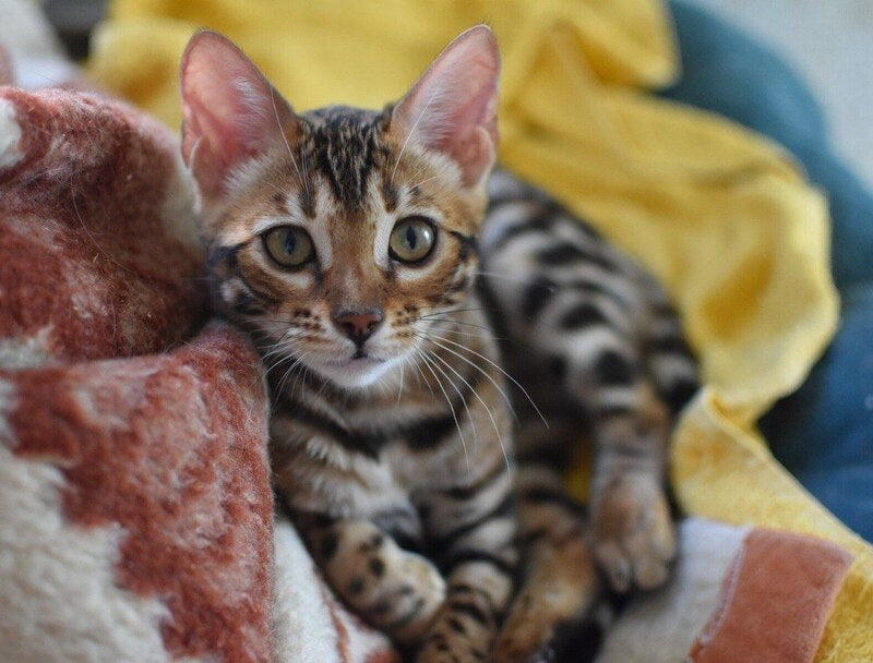 Gera Bengal male black spotted tabby - live animals