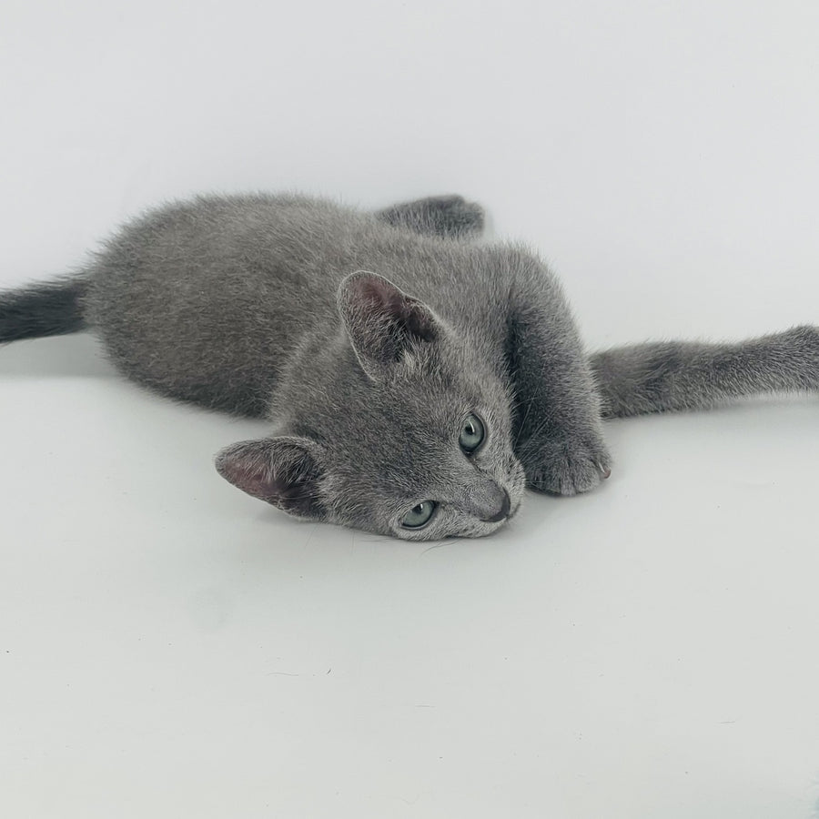 Aster Russian Blue male, blue