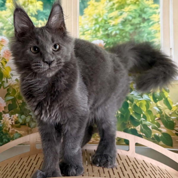 Yeremey Maine Coon polydactyl 6x6x6x6 male, blue