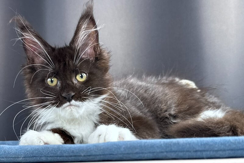 Skyla Leafdance Maine Coon female, black bicolour