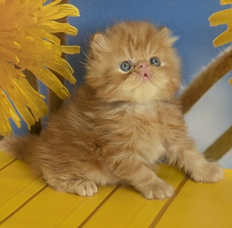 Persey Persian male, red tabby