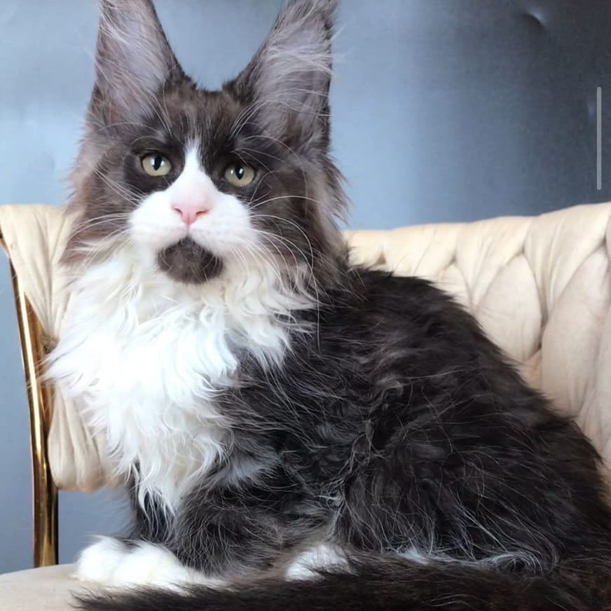 Emil Maine Coon male, black silver bicolour