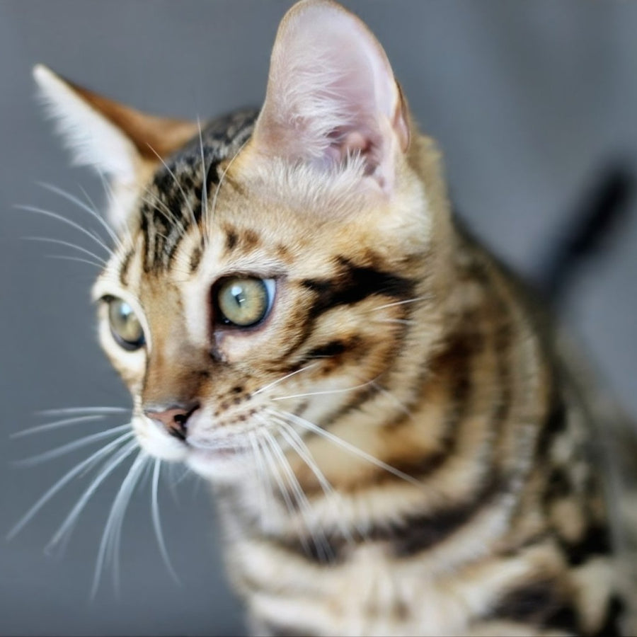 Romeo Bengal male, black spotted tabby