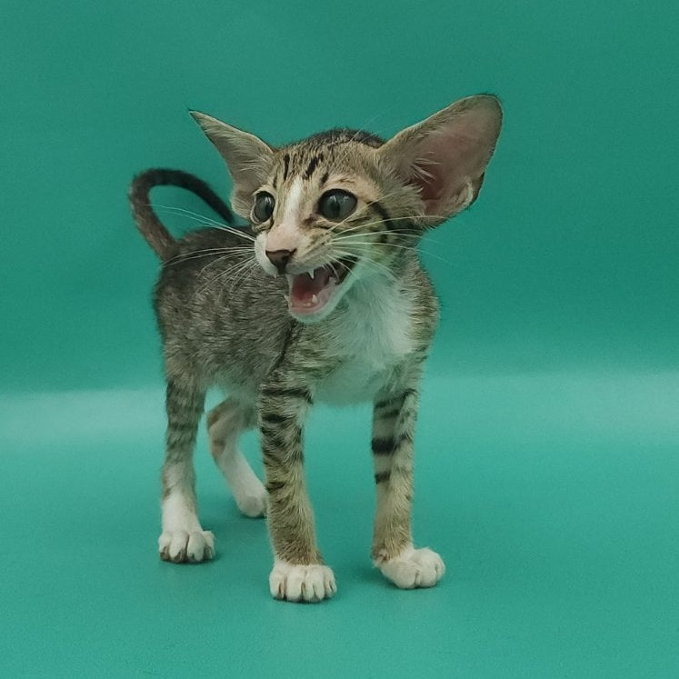 Valery Oriental Shorthair female, black tortie bicolour spotted tabby