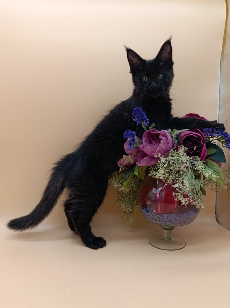 Iris Maine Coon female black silver - live animals
