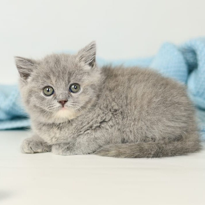Perseya British Shorthair female, blue tortie