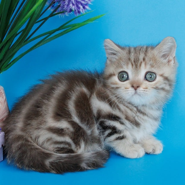 Zikar Scottish Straight male, chocolate silver tabby