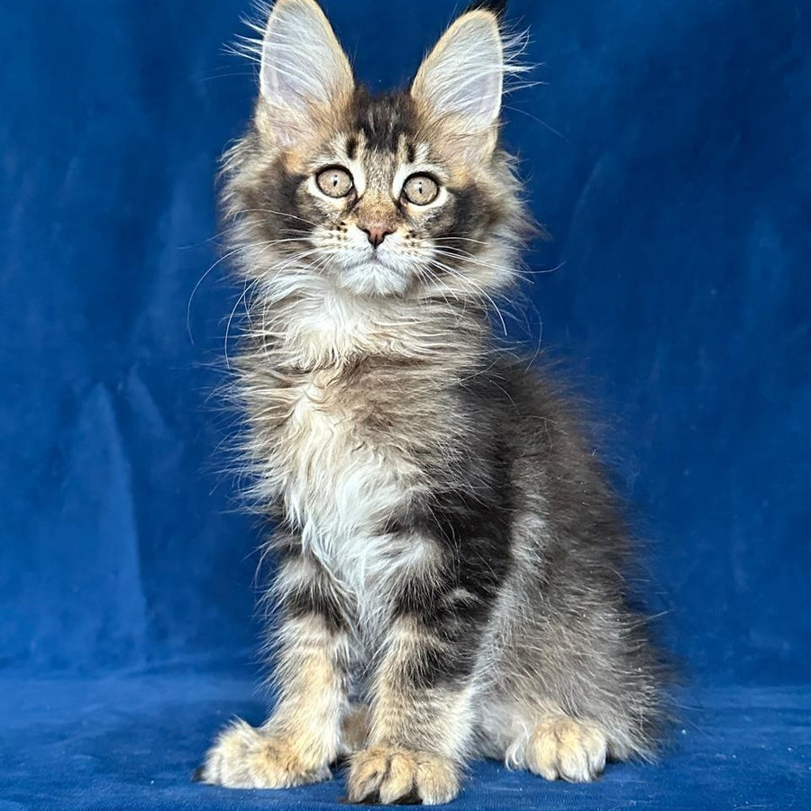 Maggie Maine Coon female, black ticked tabby
