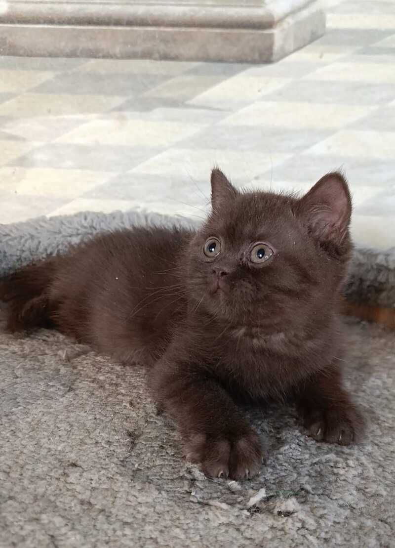 Dzhec-pot British Shorthair male, chocolate