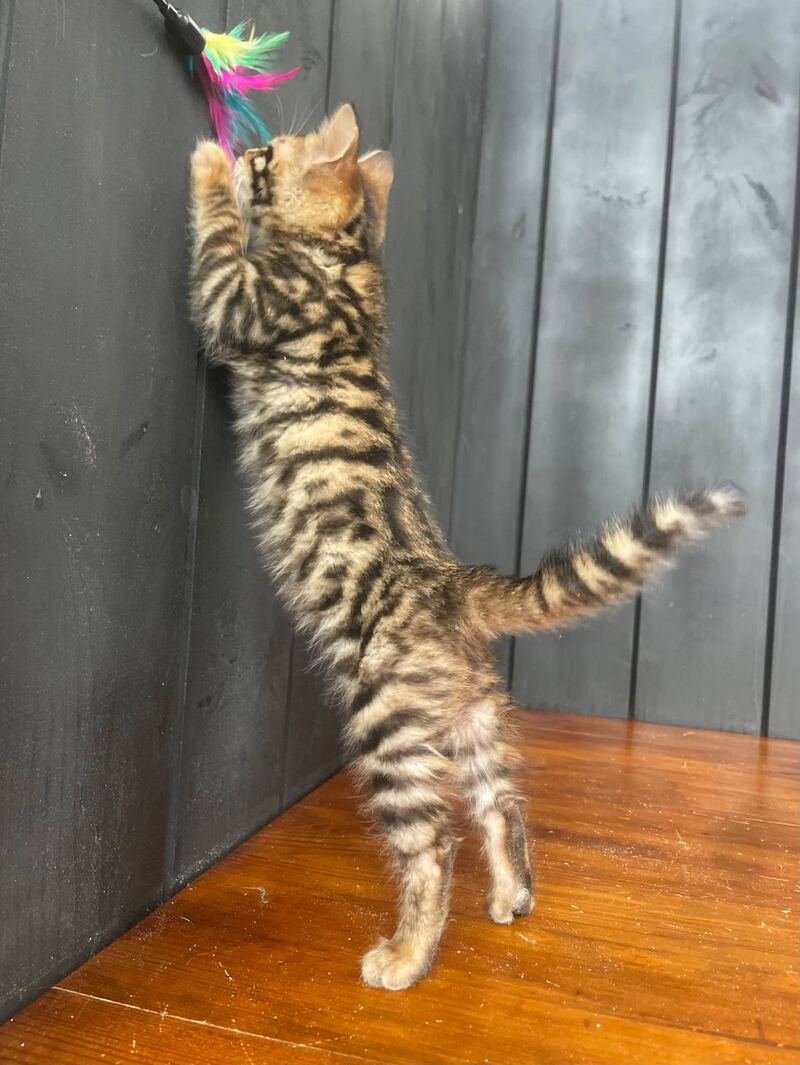 Available Toyger male black tabby - live animals