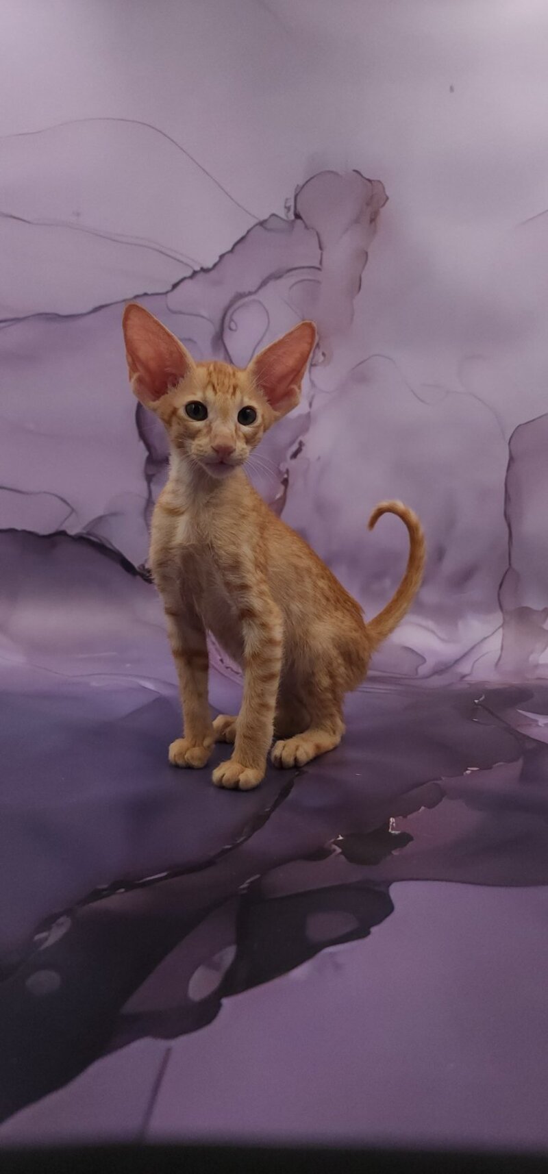 Sanrise Oriental Shorthair male, red spotted tabby