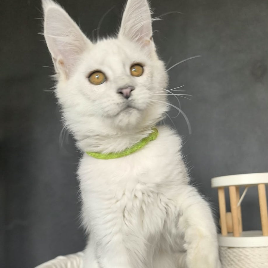 Wilma Maine Coon female, black silver chinchilla