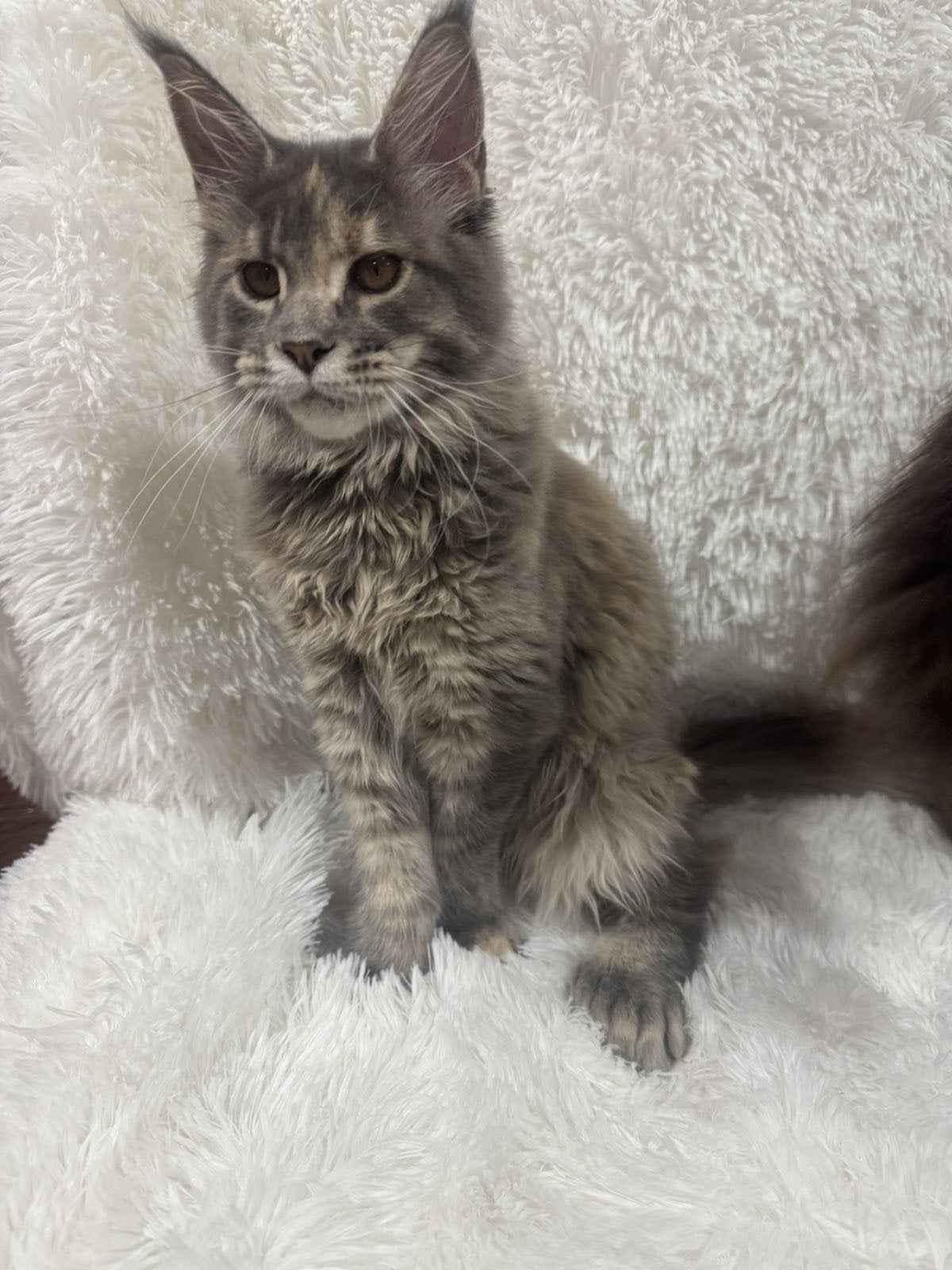 Fiona Maine Coon polydactyl female, blue tortie spotted tabby
