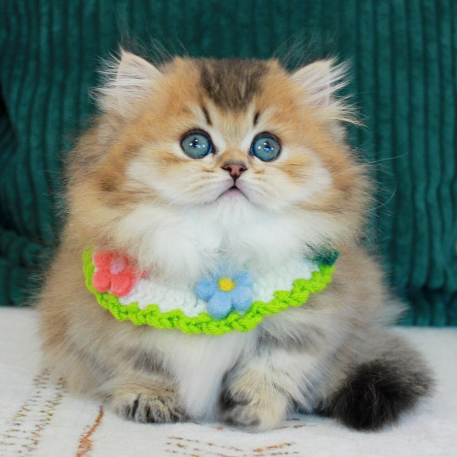 Kasper Munchkin male, chocolate golden ticked tabby