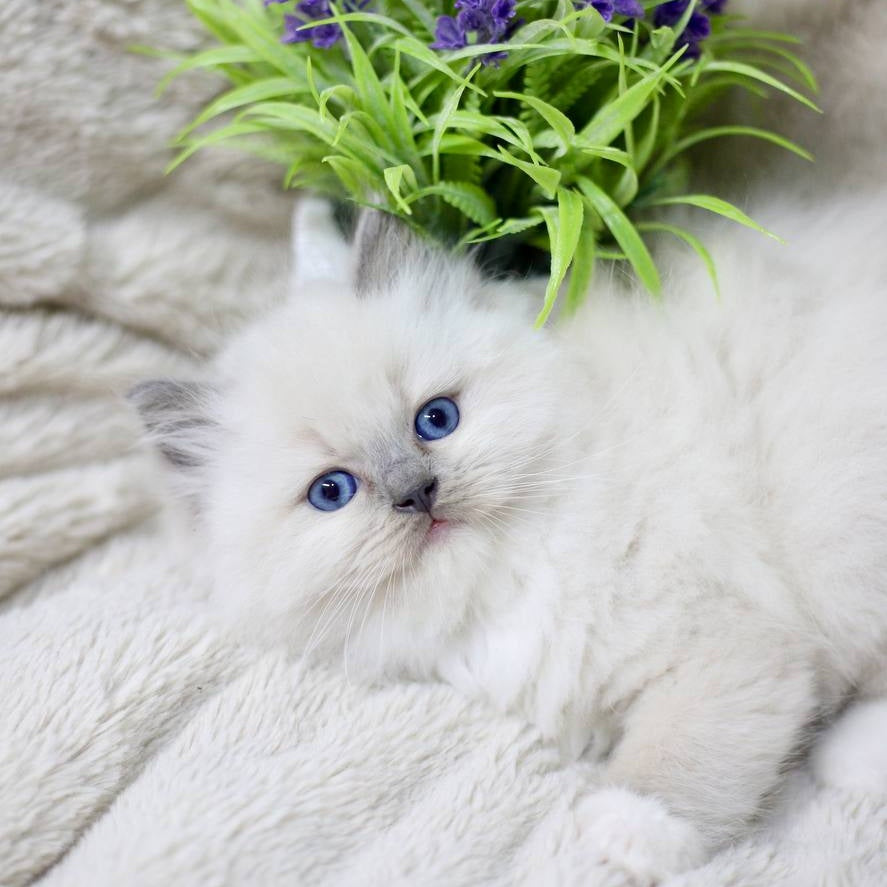 Rolex Ragdoll male, blue mitted