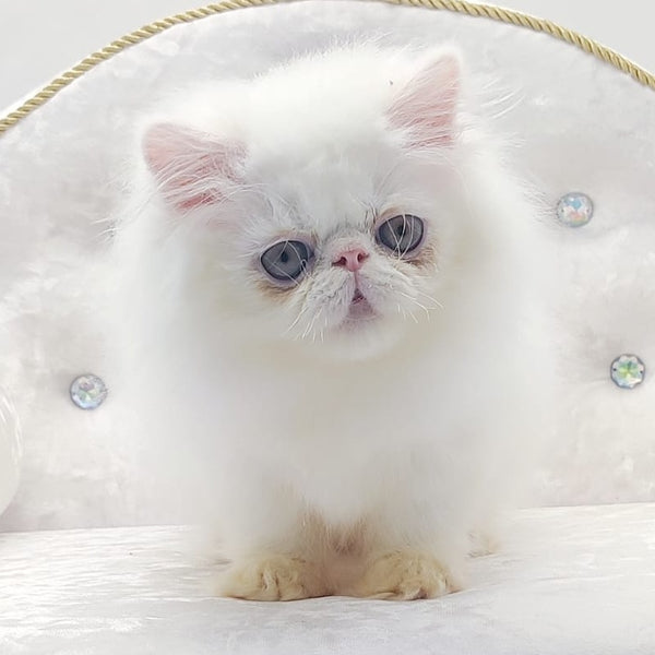 Shiro Persian male, white