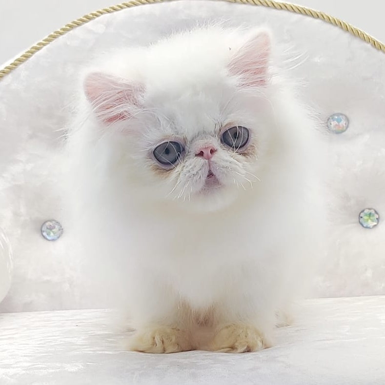 Shiro Persian male, white