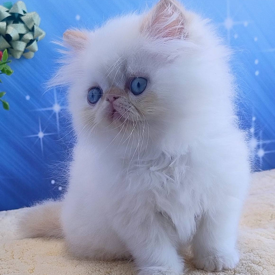 Eddie Persian male, red pointed