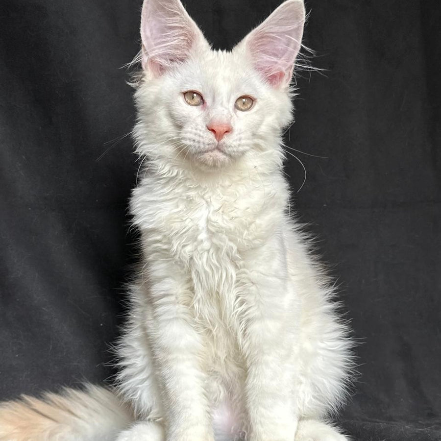 Juno Maine Coon male, red silver shaded