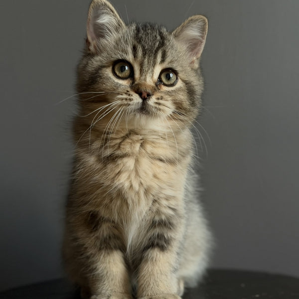 Wally British Shorthair male, black ticked tabby