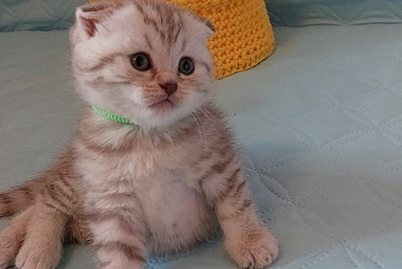 Mia Scottish Fold female, lilac silver spotted tabby