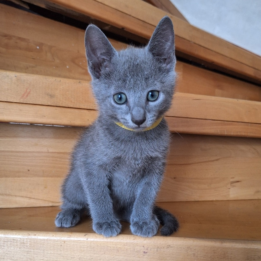 Cesar Russian Blue male, blue