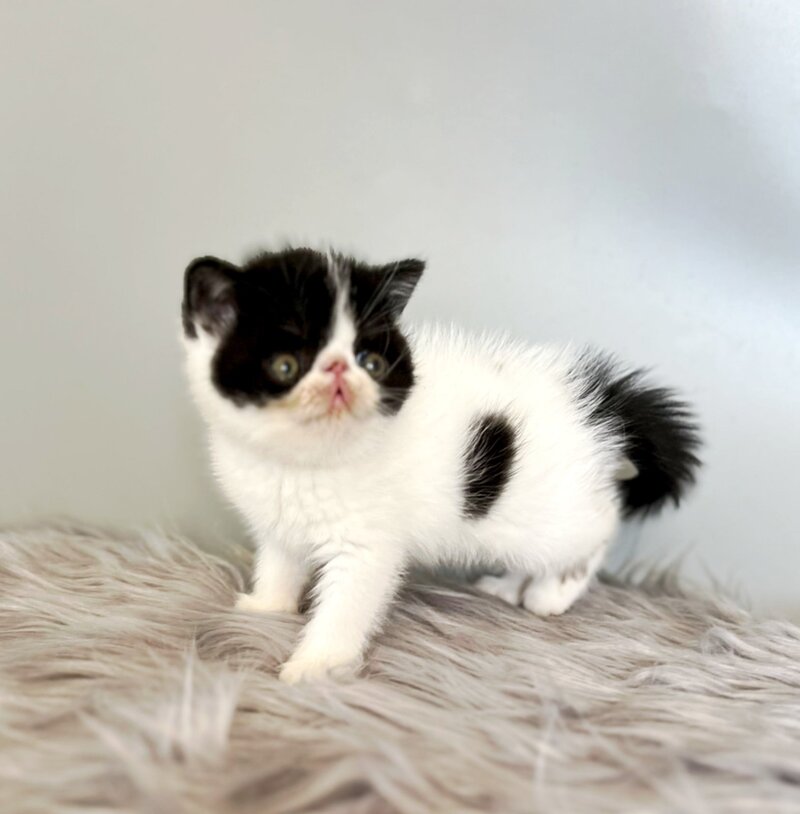 Zorro Exotic male, black van