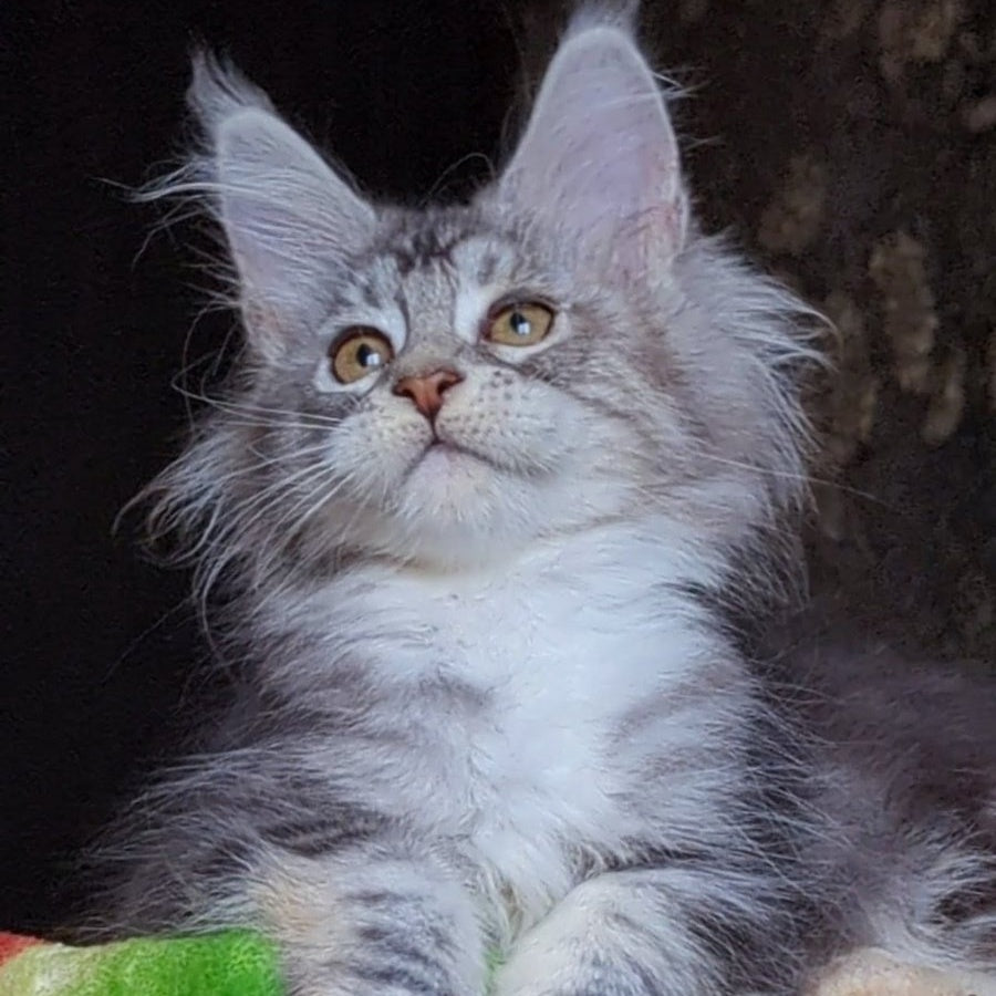 Irida Maine Coon female, black silver tabby with white