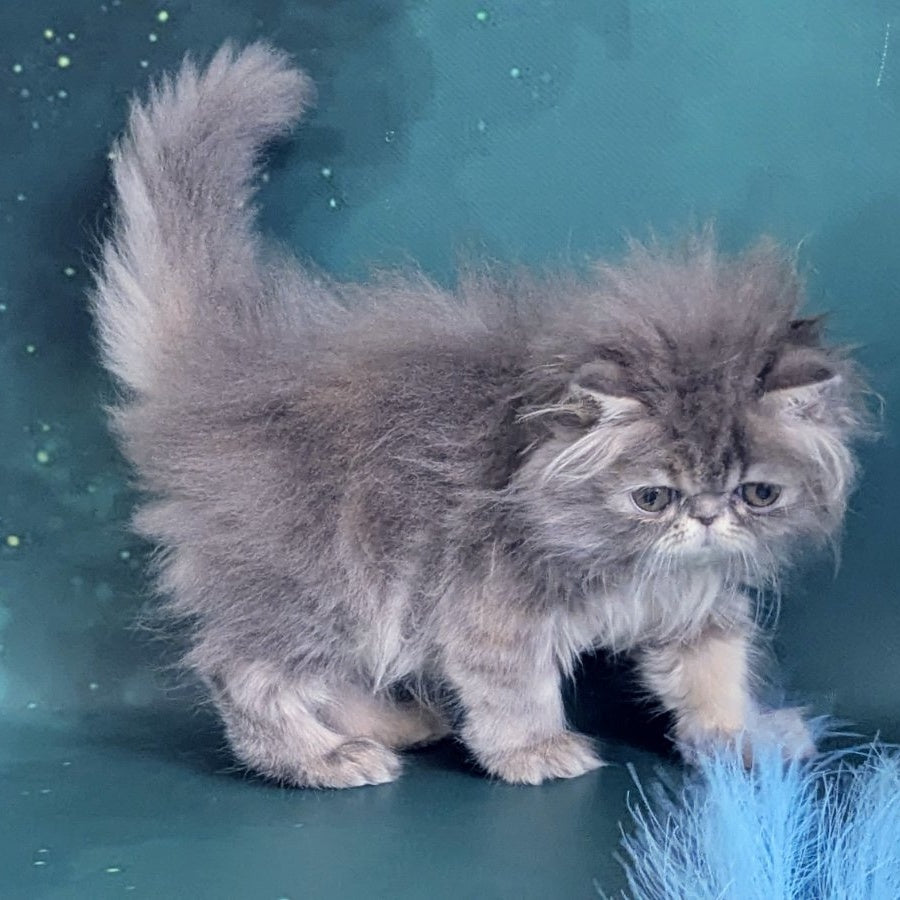 Patricia Persian female, blue tortie
