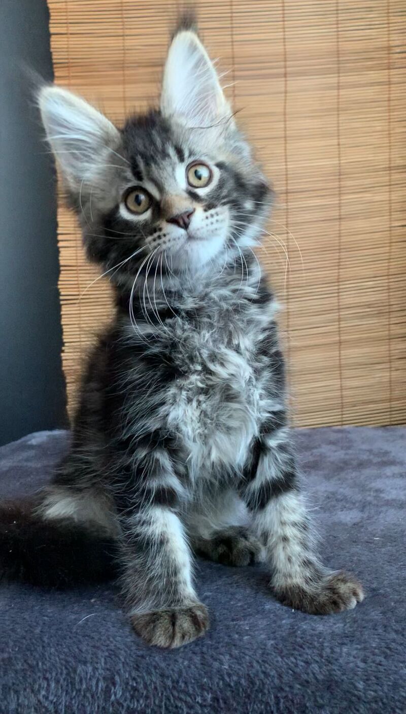 Iliya Maine Coon male black tabby live animals