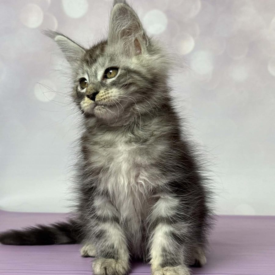 Fantik Maine Coon male, black silver tabby