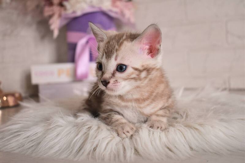 Kisa Bengal female snow mink - live animals