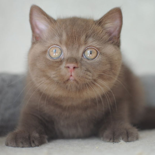 Rita British Shorthair female, chocolate