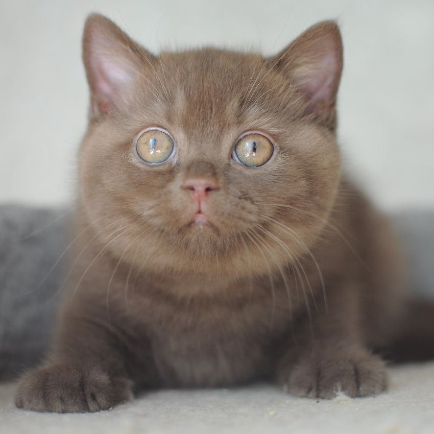 Rita British Shorthair female, chocolate
