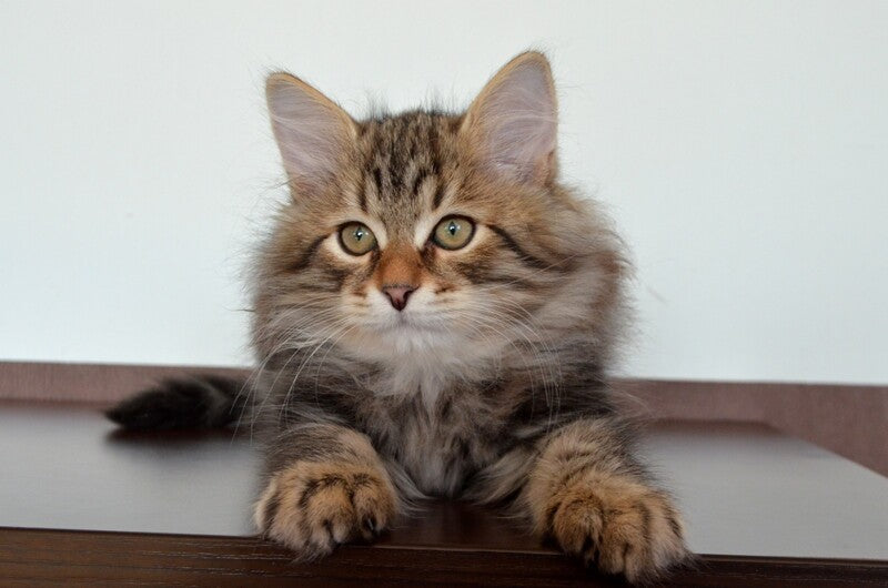 Sidney Siberian male, black tabby
